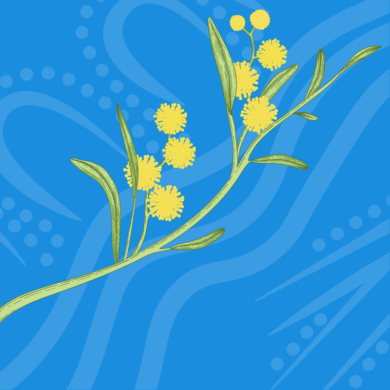 5 Ways to Use Wattleseed in the Learning Environment